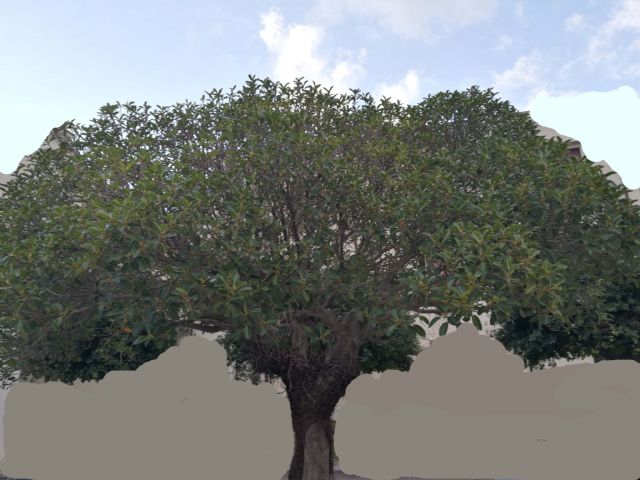 Ficus rubiginosa Desf. ex Vent